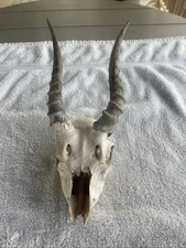 Nice Small Blackbuck Antelope Skull Goat Sheep Taxidermy, Mount,  Goth Oddity