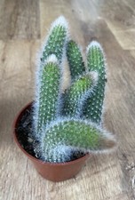 1 X Rooted Plant 10-15cm | Hildewintera Colademononis | Monkeys Tail Cactus