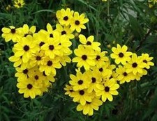 COREOPSIS GOLDEN WAVE TICKSEED 100 FRESH SEEDS FREE USA SHIPPING
