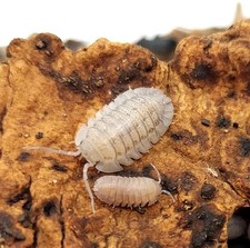 15 Ct Sandstone Isopods Armadillidium scaberrimum Bioactive Clean Up Crew