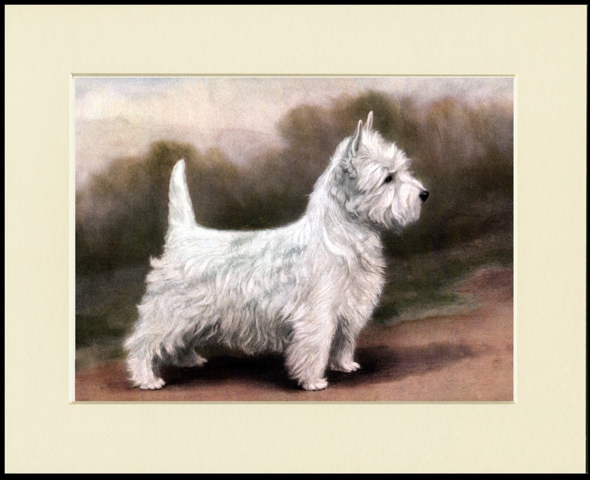 Westie Dog White Australian Terrier WESTIE WEST HIGHLAND WHITE