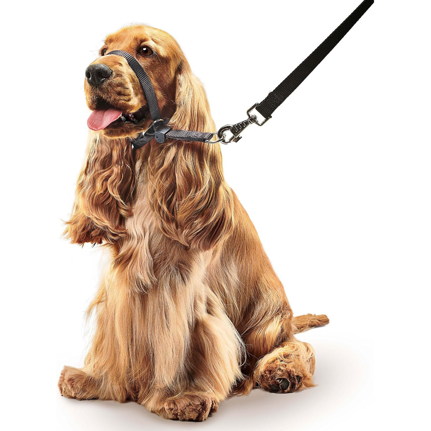 Beaphar Gentle Leader Dog Black Medium - 30360 for sale online | eBay