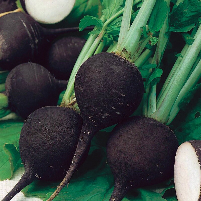Rábano negro español - Spanish Black Round rábano 25+ semillas R 140