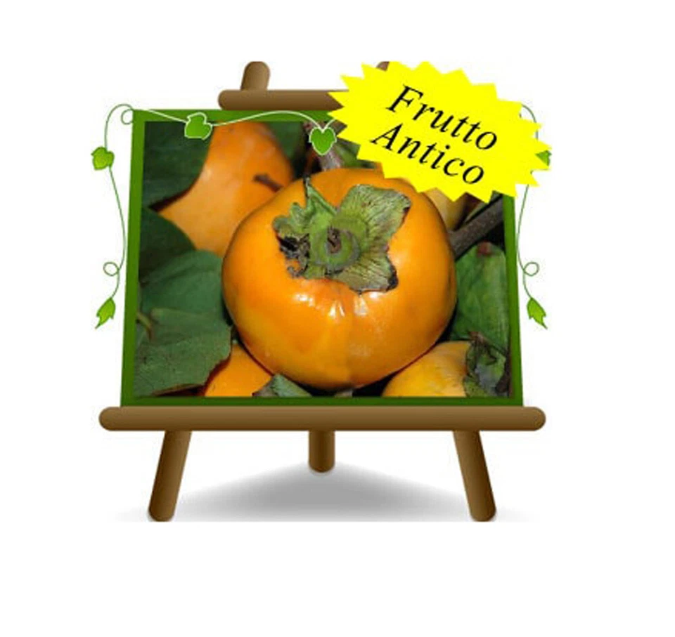 EURO PLANTS VIVAI Kaki Vainiglia Pianta da Frutto Altezza: 170~200 cm Eta': 4 anni Vaso: 26 cm