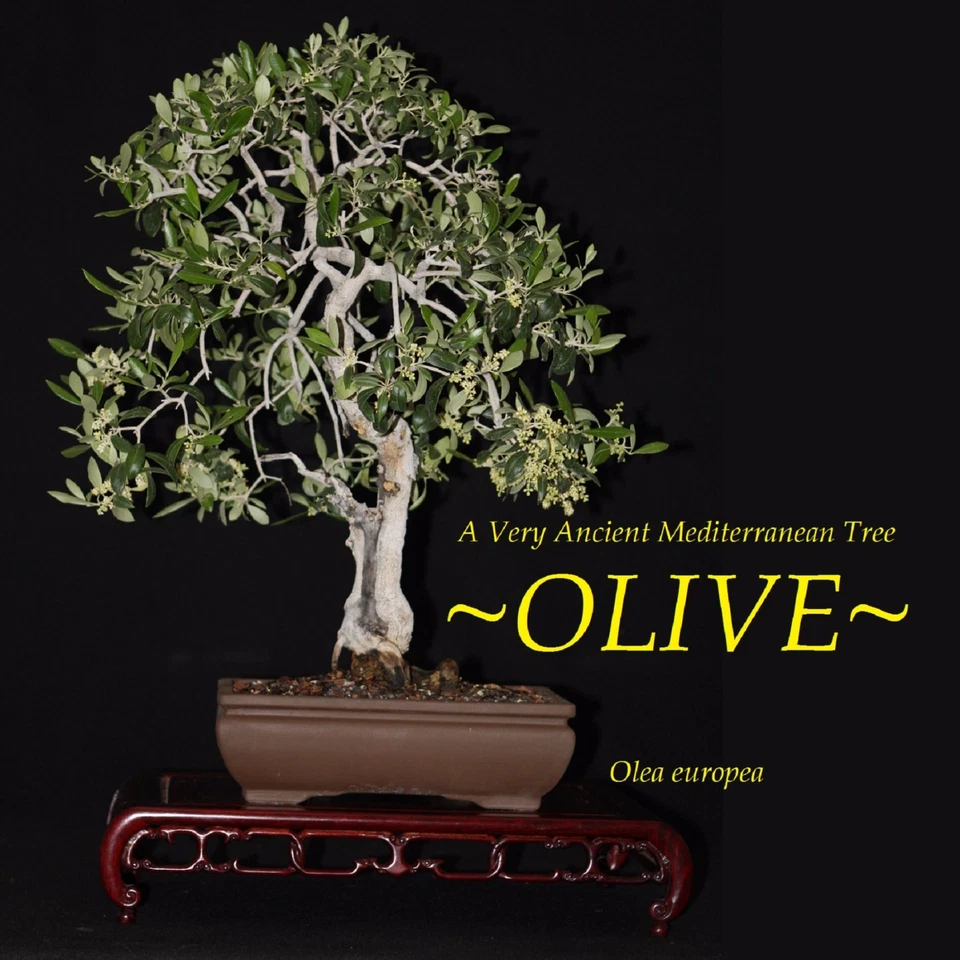 ~OLIVE~ Olea europaea cv Arbequina Ancient Mediterranean Tree Small Potted Plant - Image 3 of 4