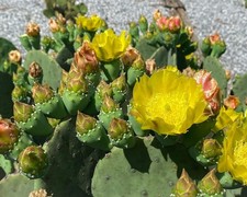 Spineless Prickly Pear Cactus 6 Pads: Opuntia Cacanapa Ellisiana Blooms Ville