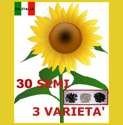 GIRASOLE GIGANTE - SUNFLOWER - 30 SEMI - 10+10+10 FINO A 5/6 METRI DI ALTEZZA 🌻 - Afbeelding 1 van 2