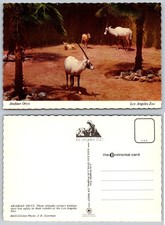 Vintage Los Angeles Zoo Postcard - Arabian Oryx - Mike Roberts Chrome Photo