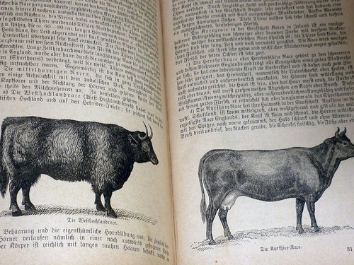 Wilhelm Zipperlen: The Illustrated Pet Veterinarian. Old 1885 Edition - Picture 5 of 6