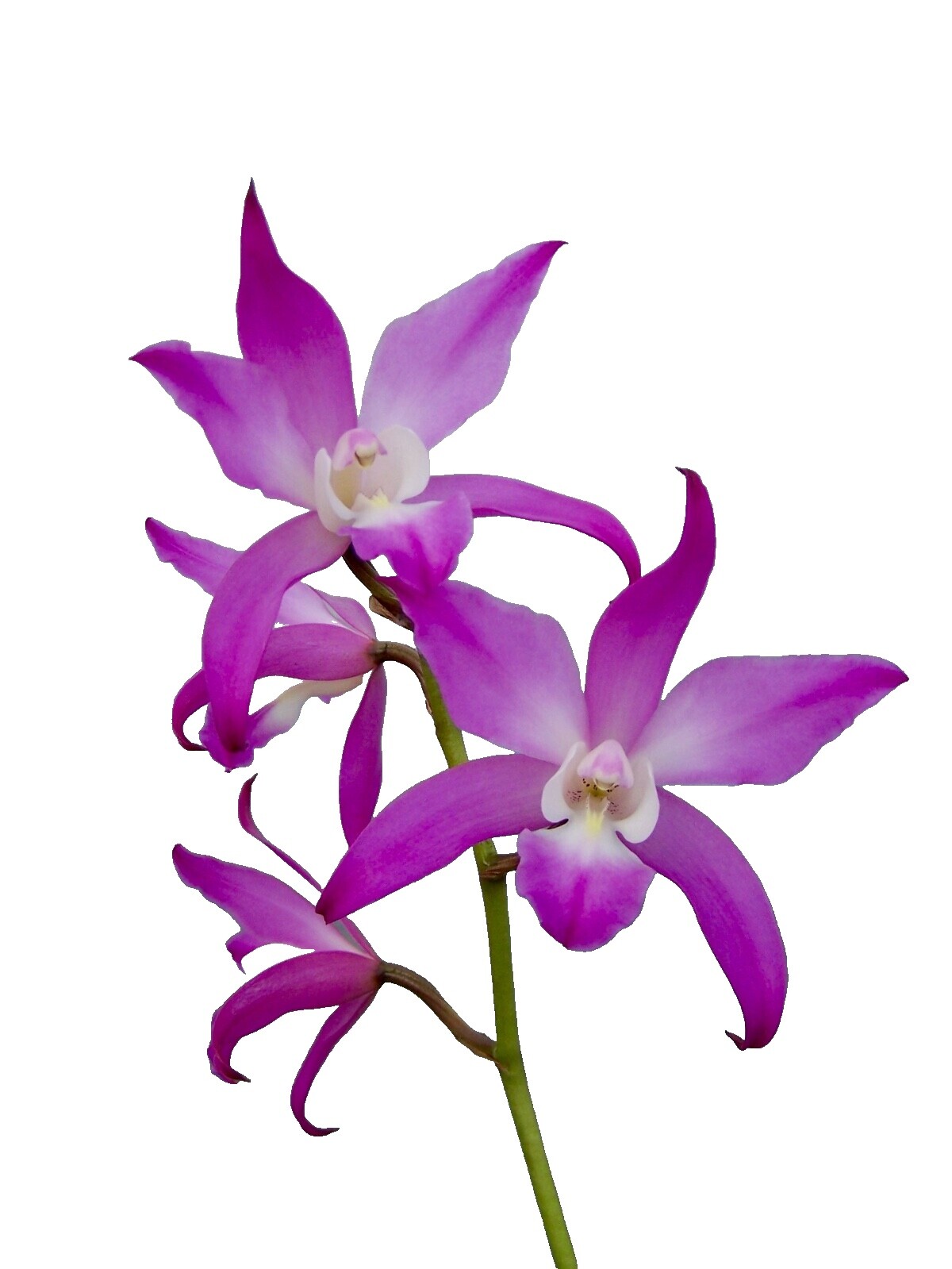 Laelia Orchids | eBay