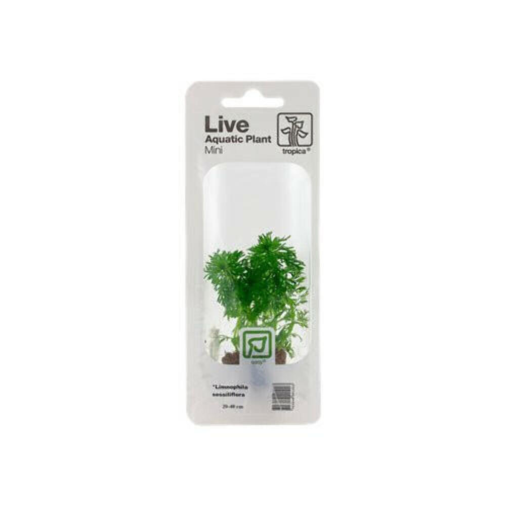 Tropica Limnophila Sessiliflora Mini Pot