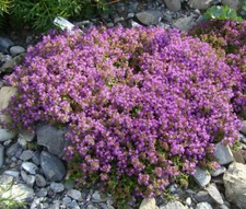 CREEPING THYME Thymus Serpyllum - 10,000 Bulk Seeds