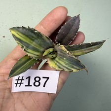 Sale Rare Cacti Agave titanota white whale  Variegata WYSIWYG Garden Decor