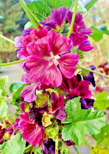 RED MALVA SYLVESTRIS VAR MAURITIANA ROSEA 50 SEEDS MAURITIAN MALLOW TREE MALLOW