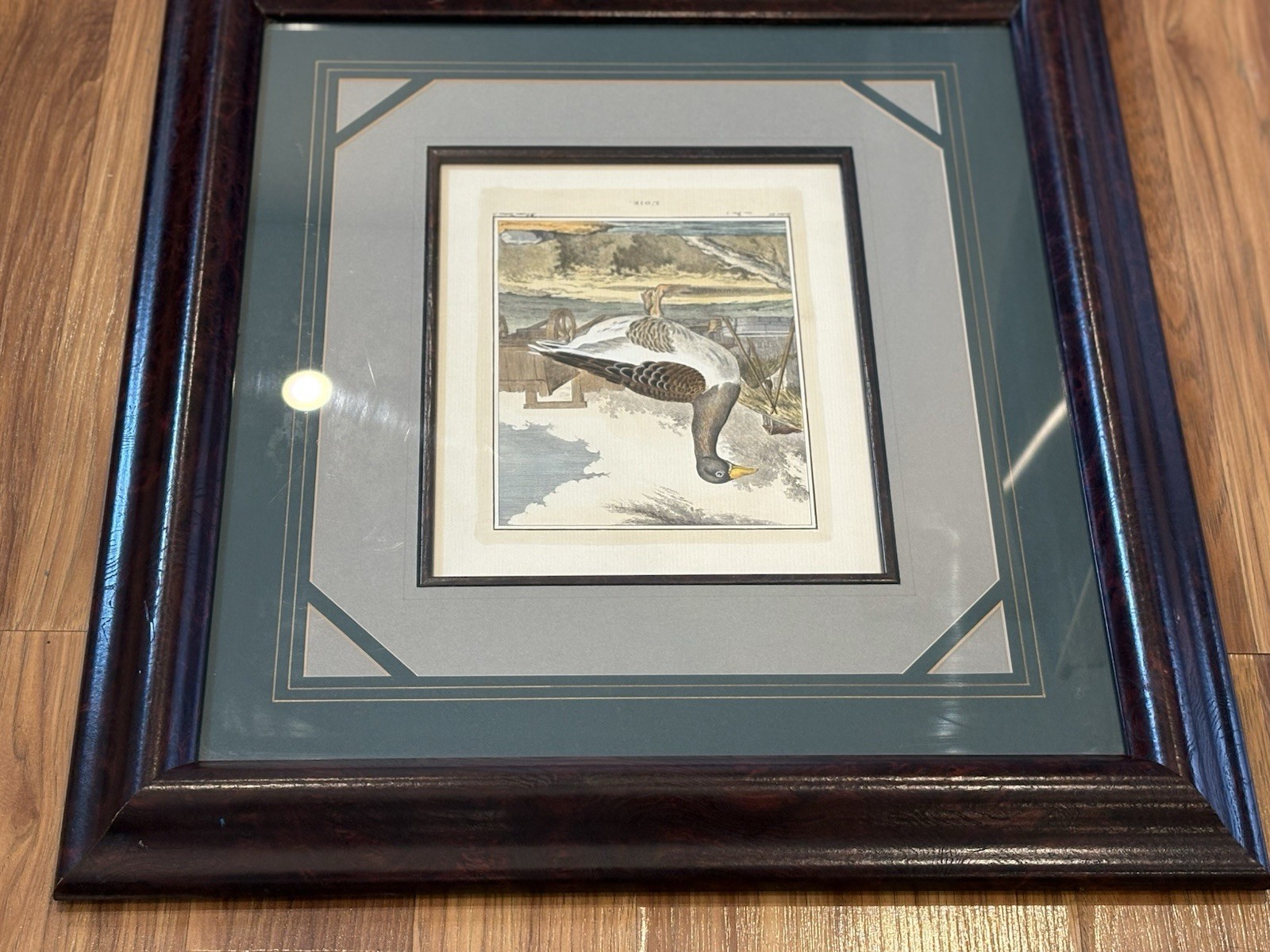 Antique French Engraving “L’Oie” Goose by De Sève & Tardieu Hand Colored 1920s