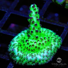 WA Blueberry Shortcake Acropora - Live Coral Frag