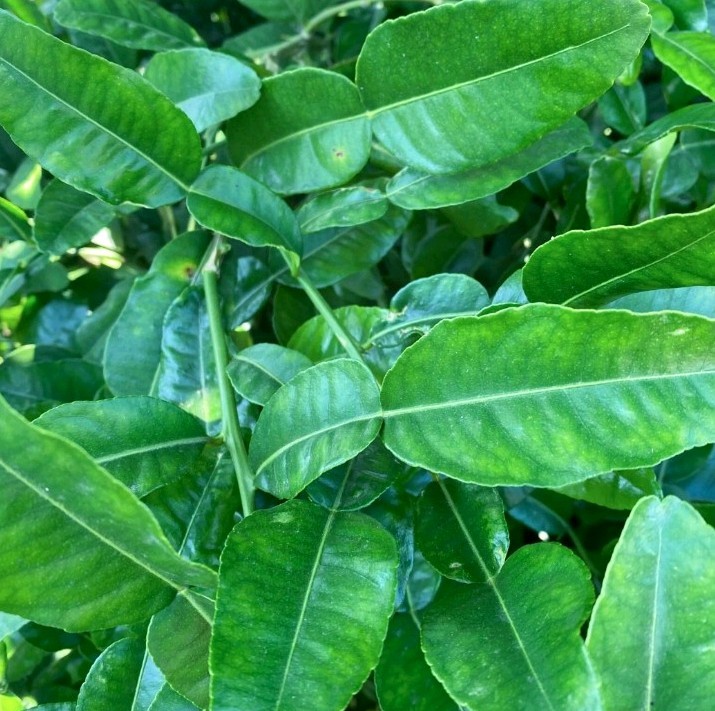 Hojas de lima de café orgánico 5 oz recién recogidas