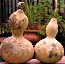 Birdhouse Gourd Seeds 5 SEEDS NON-GMO --BUY 4 ITEMS FREE SHIPPING