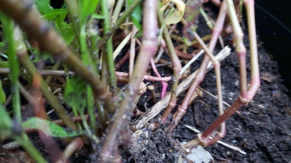 Hechi Shak Root - 5 pcs, $10 - Image 4 of 4