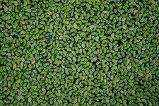 Duckweed Lemna Minor - 25/50/100 Live Plants by Shore Aquatic - Ideal for Aqua