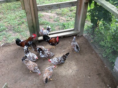 8 Olandsk Dwarf Bantam Hatching Eggs Very Rare 