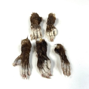 Lot Of 5 Opossum Cured Feet Real Taxidermy Weird Goth Odd Witchy #3849