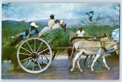 Jamaica Postcard Homeward Bound! Farmers Barn in Horse Carriage c1950's