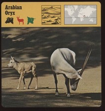 Arabian Oryx  Safari Cards Rencontre Mammals