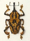 OZOPHERUS MURICATUS MALE A1 GIANT!!! XXL 27MM+ CURCULIONIDAE PERU RARITY!!!