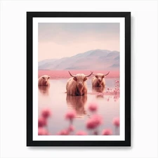 Highland Cows In The River Pink Rea Framed Wall Art Poster Canvas Print Picture
