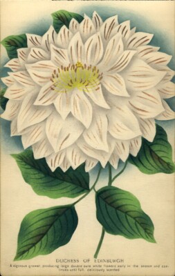 1880s COLOR BOTANICAL PRINT Duchess of Edinburgh Clematis White Flowers
