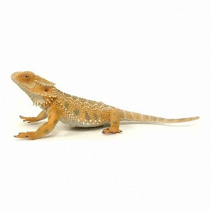 bearded dragon figure