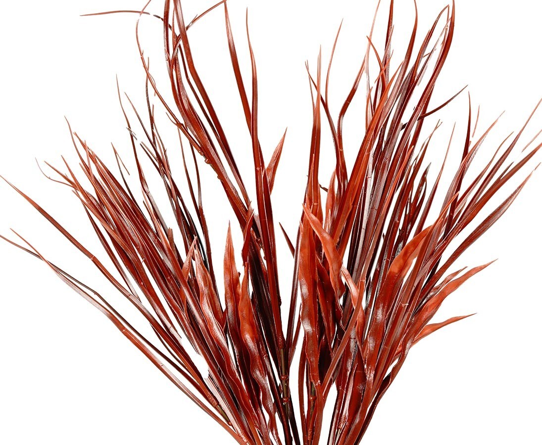 toom kirschlorbeer angebot Kirschlorbeer 'Novita' kaufen | Prunus laurocerasus 'Novita' main image 0