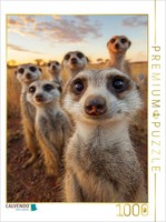 Puzzle Calvendo Groupe De Suricates Dans La Savane Au Coucher Du Soleil | 1000 P