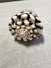 CONUS MARMOREUS~80.38mm~Philippines SEASHELL Gorgeous — photo 2