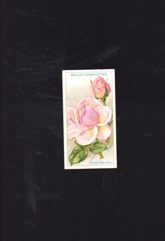 1926 Wills Tobacco Card Roses #43 Muriel Adamson (FREE SHIPPING)