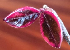 Rare Variegated Hoya Carnosa Purple Pride 8" Tall Not Monstera Philodendron