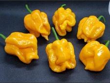 Minnesota Heater JS Yellow Super Hot Pepper Seeds Tropical Fruity Heat -Tracking