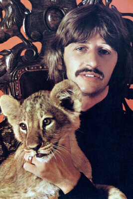 Ringo Starr 18x24 Poster With Tiger Cub Rare Pose | eBay