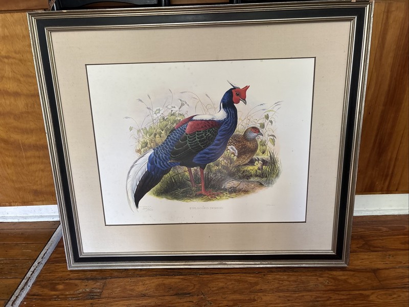J.G. Keulemans Euplocomus Swinhoei Framed Matted Bird Lithograph 255/1500