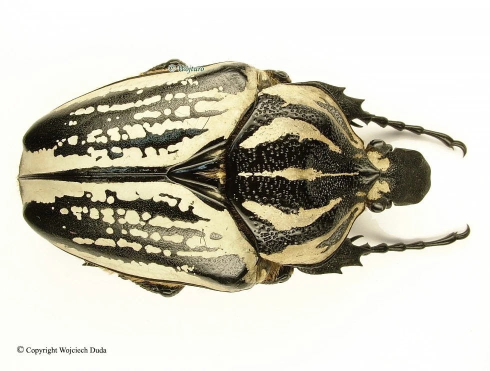 Goliathus Beetle for sale | eBay