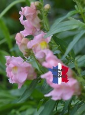 MUFLIERS ROSE PALE GUEULE DE LOUP BIO DE FRANCE LOT DE 50 GRAINES