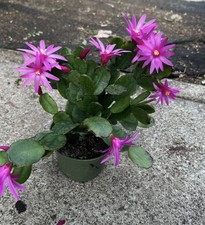 1 Easter Cactus Propagation - Flowering House Plant FRESH cutting