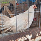 Pumkin Hulsey Chicken 6 Hatching Eggs — photo 7