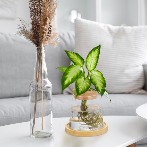 Hydroponic Vase Glass Propagation Vase Hydroponic Plant Vase Desktop - Picture 6 of 12