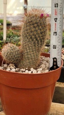 Mammillaria Bombycina 'Silken Pincushion' 4.5" Tall 2 Offsets - Bare Root |  eBay