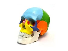Anatomia scheletrica colorata modello cranio umano anatomico, per odontoiatri...