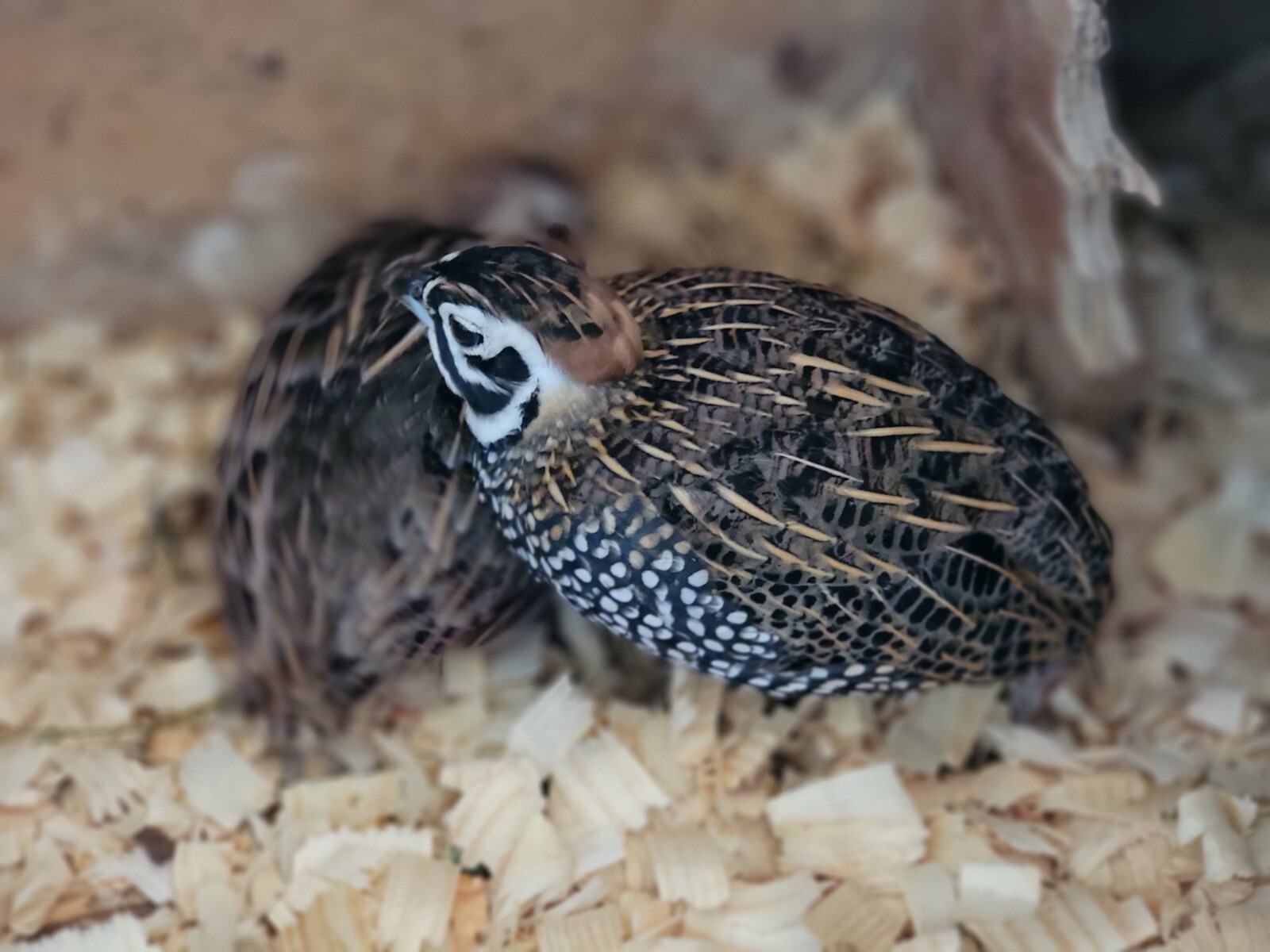 6 mearns quail eggs for hatching eBay