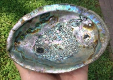 lot 8+ nice natural shells: coral, abalone, sand dollar, asstd  aquarium decor