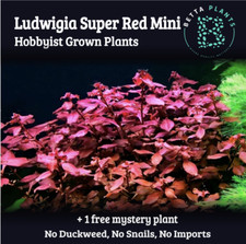 Ludwigia Super Red Mini 5 Stems Easy Beginner Low Tech Red Live Aquarium Plant